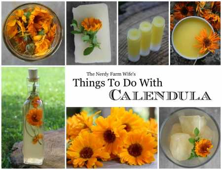 Things-To-Do-With-Calendula-final-cover-for-the-book