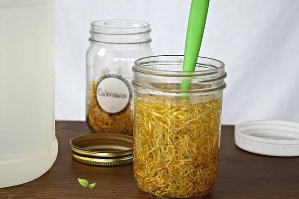 Herbal-glycerites-are-a-wonderful-and-beneficial-way-to-infuse-herbs-and-add-them-into-your-next-DIY-projects.-Come-learn-how-over-at-Scratch-Mommy